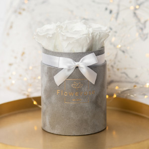 Białe wieczne róże szary flowerbox VELVET S