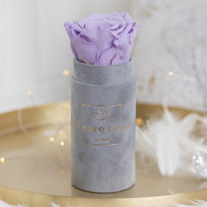 Fioletowa wieczna róża szary flowerbox VELVET MINI