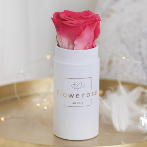 Koralowa wieczna róża biały flowerbox CLASSIC MINI