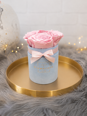 Różowe wieczne róże błękitny flowerbox VELVET S