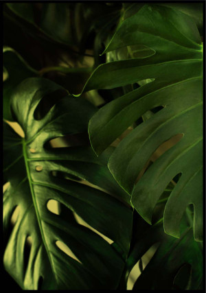 Plakat ciemna monstera dziurawa
