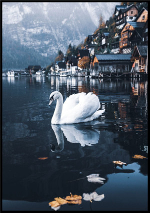 Plakat biały łabędź nad jeziorem Hallstatt