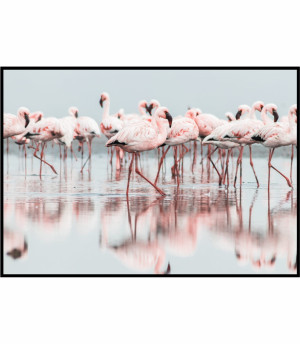 Plakat różowe flamingi w błękitnej wodzie