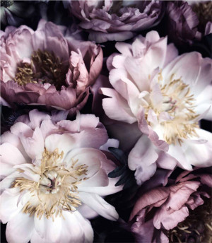 Próbka fototapety bouquet of peonies on black