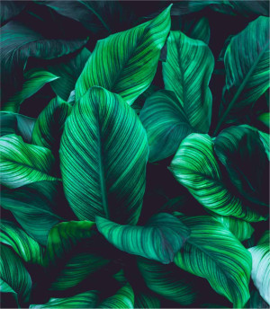 Próbka fototapety green leaves on dark background