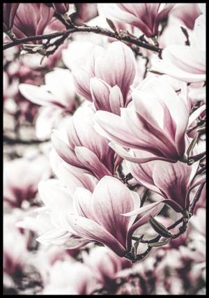Plakat magnolia