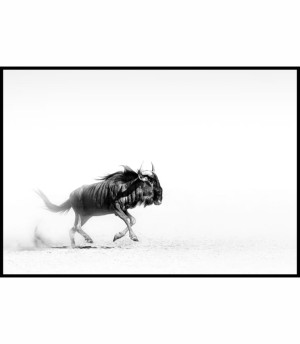 Plakat niebieskie gnu