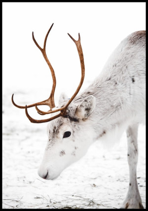 Plakat renifer