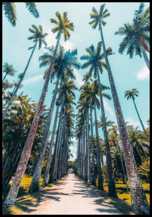 Plakat palmy w Rio de Janeiro