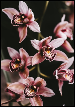 Plakat orchidea