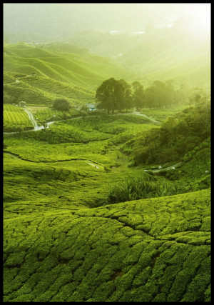 Plakat plantacja herbaty