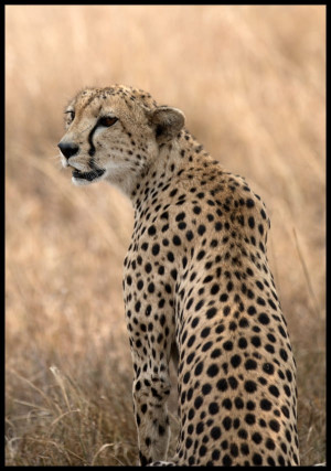 Plakat czuwający gepard