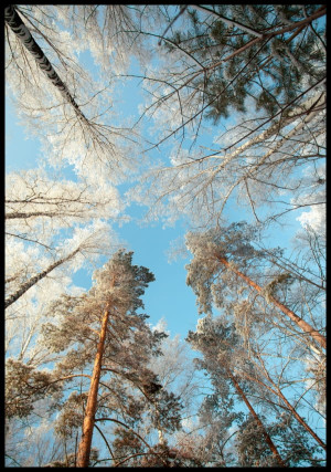 Plakat drzewa pokryte śniegiem