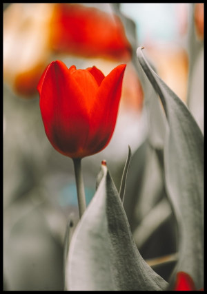 Plakat kwitnące tulipany