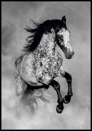 Plakat koń Appaloosa