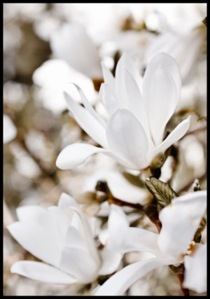 Plakat kwiat magnolii