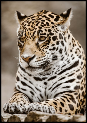 Plakat jaguar