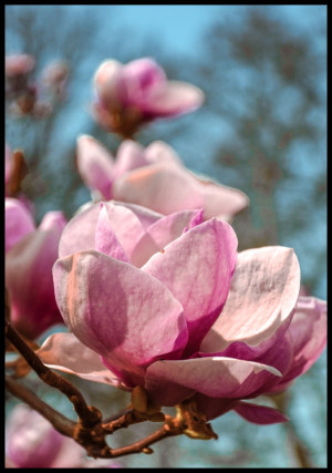 Plakat kwitnące magnolie