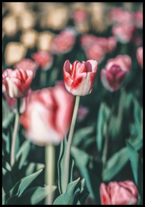 Plakat czerwono-biały tulipan