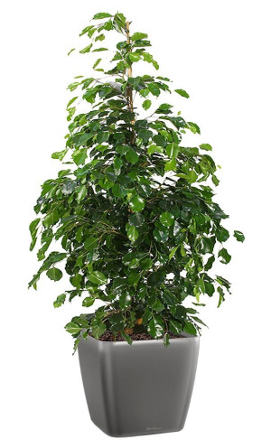 Potted Ficus Benjamina Danielle House Plant in LECHUZA QUADRO LS Charcoal Metallic Self-watering Planter, Total Height 120 cm
