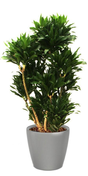 Potted Dracaena Fragrans Compacta House Plant in LECHUZA CLASSICO LS Charcoal Metallic Self-watering Planter, Total Height 105 cm