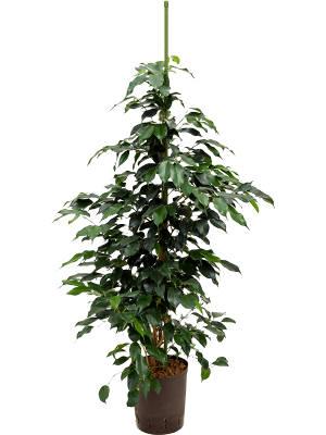 Lush Weeping Fig Tree Ficus benjamina \'Danielle\' Weeping Fig Tree Indoor House Plants W35 H(80-100) cm Live Plant, Potsize D18 cm