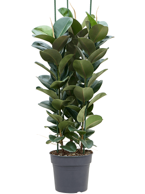 Ficus elastica \'Cloë\' W55 H(116-145) cm, Potsize D34 cm