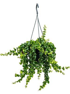 Cheerful Lipstick Plant Aeschynanthus \'Rasta\' Indoor House Plants W30 H(30-40) cm, Potsize D15 cm