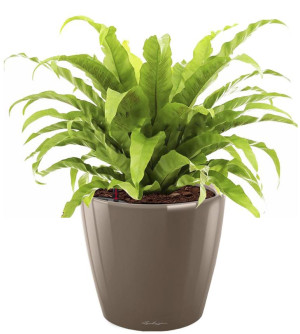 Potted Asplenium Fern House Plant in LECHUZA CLASSICO LS Shiny Taupe Self-watering Planter, Total Height 50 cm