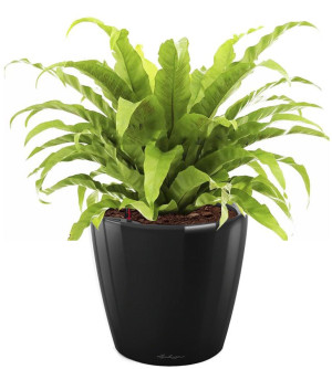 Potted Asplenium Fern House Plant in LECHUZA CLASSICO LS Black High Gloss Self-watering Planter, Total Height 50 cm