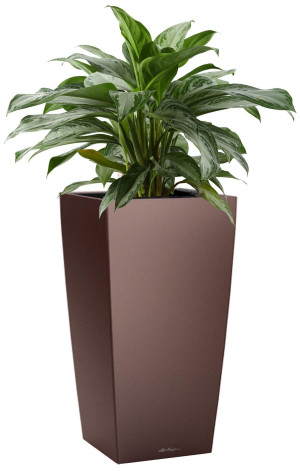 Potted Aglaonema Silver Bay House Plant in LECHUZA CUBICO Espresso Metallic Self-watering Planter, Total Height 85 cm
