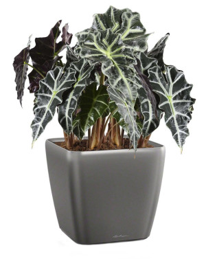 Potted Alocasia Polly House Plant in LECHUZA QUADRO LS Charcoal Metallic Self-watering Planter, Total Height 70 cm