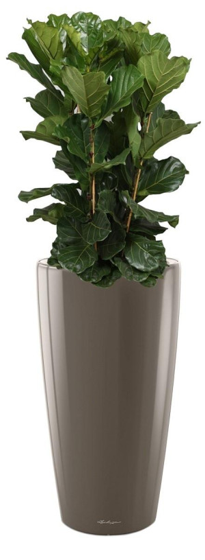 Potted Ficus Lyrata House Plant in LECHUZA RONDO Shiny Taupe Self-watering Planter, Total Height 160 cm