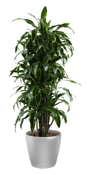 Potted Dracaena Fragrans Arturo House Plant in LECHUZA CLASSICO LS Silver Metallic Self-watering Planter, Total Height 150 cm