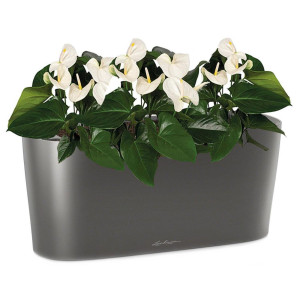 Potted Blooming Anthurium Andraeanum White House Plant in LECHUZA DELTA Charcoal Metallic Self-watering Planter, Total Height 45 cm