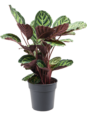 Showy Pin-Stripe Calathea rosea-picta var. illustris Indoor House Plants W40 H(60-70) cm, Potsize D24 cm