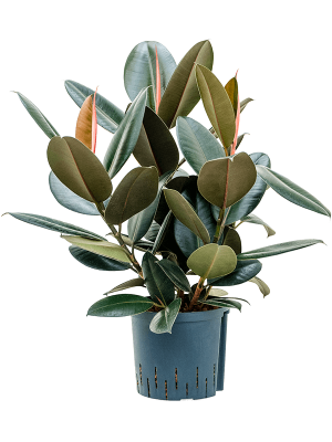 Ficus elastica \'Abidjan\' Rubber Plant W60 H(80-90) cm Live Plant, Potsize D22 cm