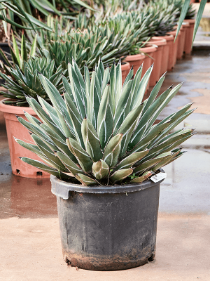 Easy-Care Agave ferdinandi \'Regis\' Indoor House Plants W60 H(55-65) cm, Potsize D35 cm