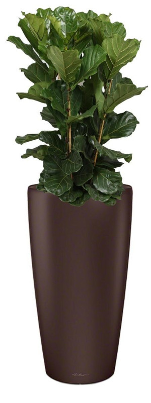 Potted Ficus Lyrata House Plant in LECHUZA RONDO Espresso Metallic Self-watering Planter, Total Height 160 cm