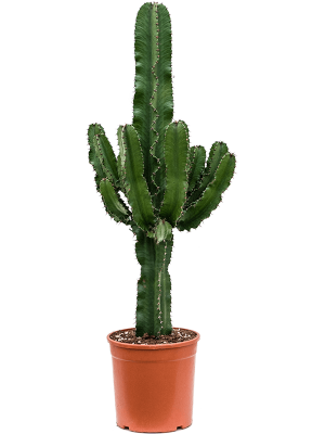 Impressive African Milk Tree Euphorbia erytrea Indoor House Plants W35 H(90-110) cm, Potsize D25 cm