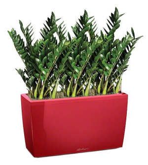 Potted Zamioculcas Green Wall House Plant in LECHUZA CARARO Scarlet Red High Gloss Self-watering Planter, Total Height 110 cm