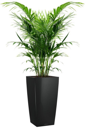Potted Howea Forsteriana House Plant in LECHUZA CUBICO Black High Gloss Self-watering Planter, Total Height 150 cm