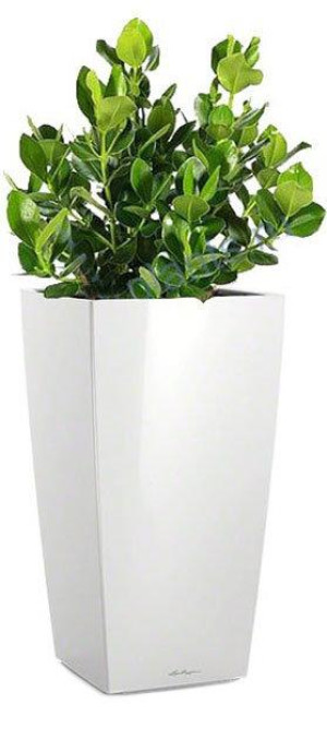 Potted Clusia House Plant in LECHUZA CUBICO White High Gloss Self-watering Planter, Total Height 90 cm