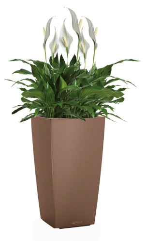 Potted Blooming Spathiphyllum Sweet Chico House Plant in LECHUZA CUBICO Color Nutmeg Self-watering Planter, Total Height 60 cm