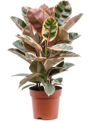 Lush Rubber Plant Ficus elastica \'Belize\' Indoor House Plants W45 H(64-75) cm, Potsize D24 cm