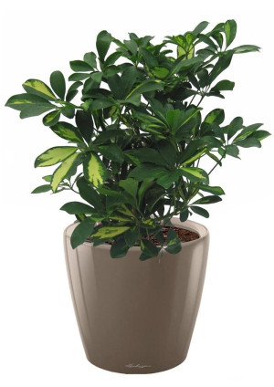 Potted Schefflera House Plant in LECHUZA CLASSICO LS Shiny Taupe Self-watering Planter, Total Height 60 cm