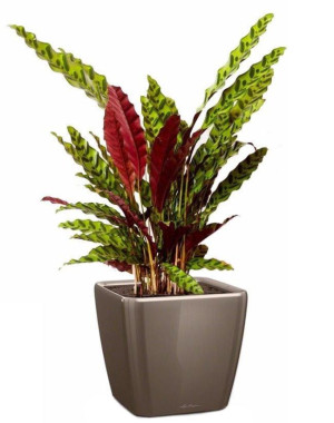 Potted Calathea Lancifolia House Plant in LECHUZA QUADRO LS Shiny Taupe Self-watering Planter, Total Height 65 cm