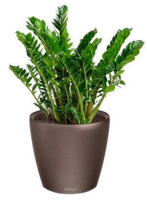 Potted Zamioculcas House Plant in LECHUZA CLASSICO LS Espresso Metallic Self-watering Planter, Total Height 40 cm