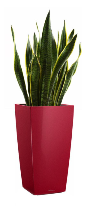 Potted Sansevieria Laurentii House Plant in LECHUZA CUBICO Scarlet Red High Gloss Self-watering Planter, Total Height 80 cm