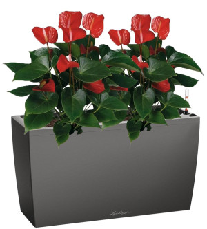 Potted Blooming Anthurium Andraeanum Mix House Plant in LECHUZA CARARO Charcoal Metallic Self-watering Planter, Total Height 80 cm